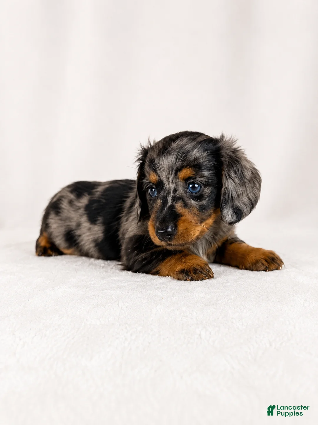 Miniature Dachshund dogs for sale: Gia - Ad 2