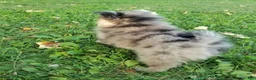 Pomeranian dogs for sale: Max - Ad 5