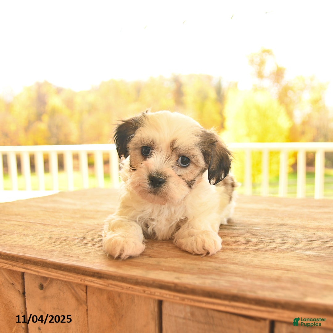 Teddy Bear dogs for sale: Biscuit  - Ad 6