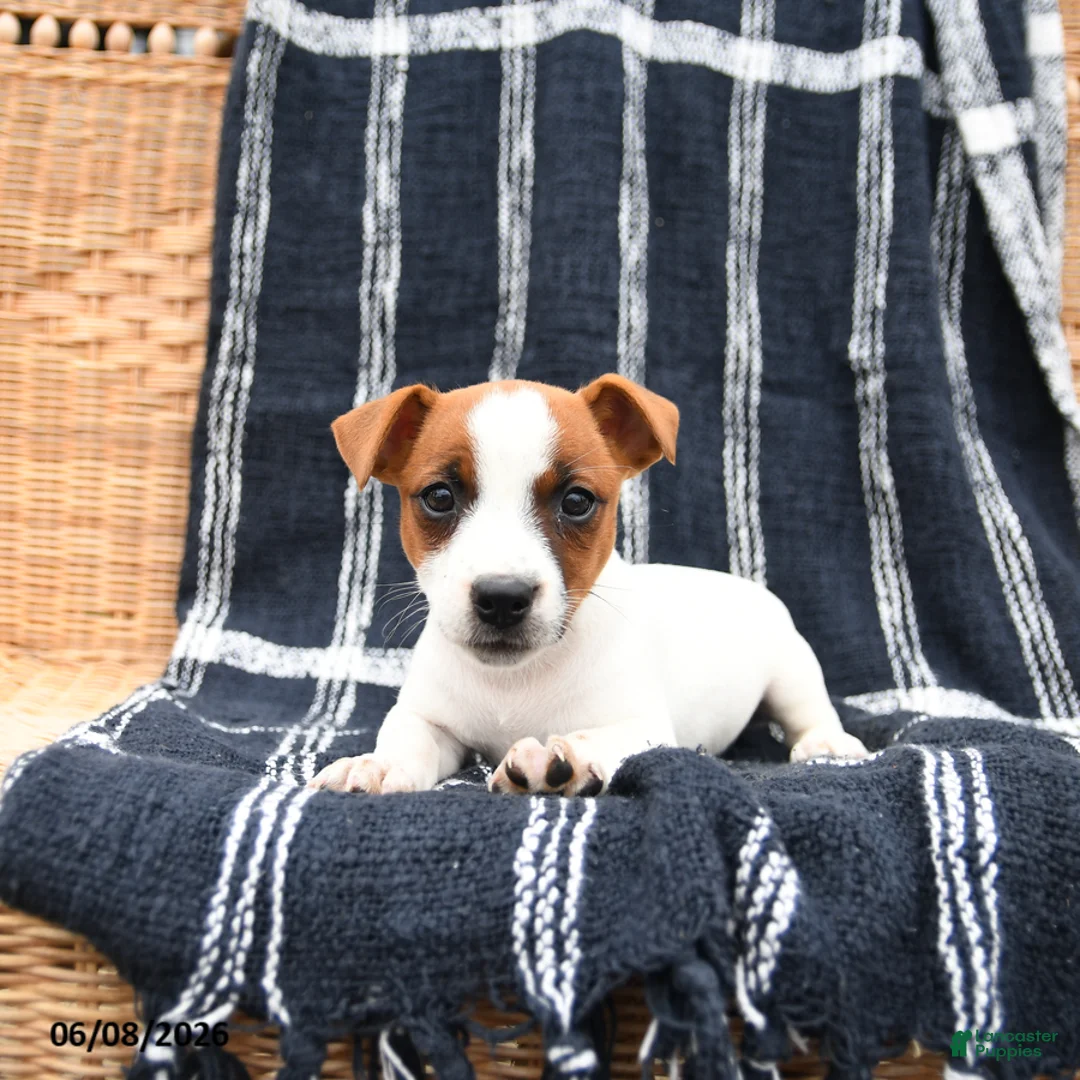 Jack Russell Terrier dogs for sale: Jill - Ad 3
