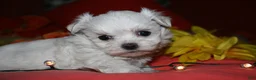 Maltese dogs for sale: Mable - Ad 12