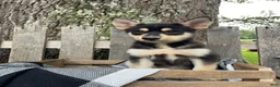 Pomsky dogs for sale: Zack - Ad 5