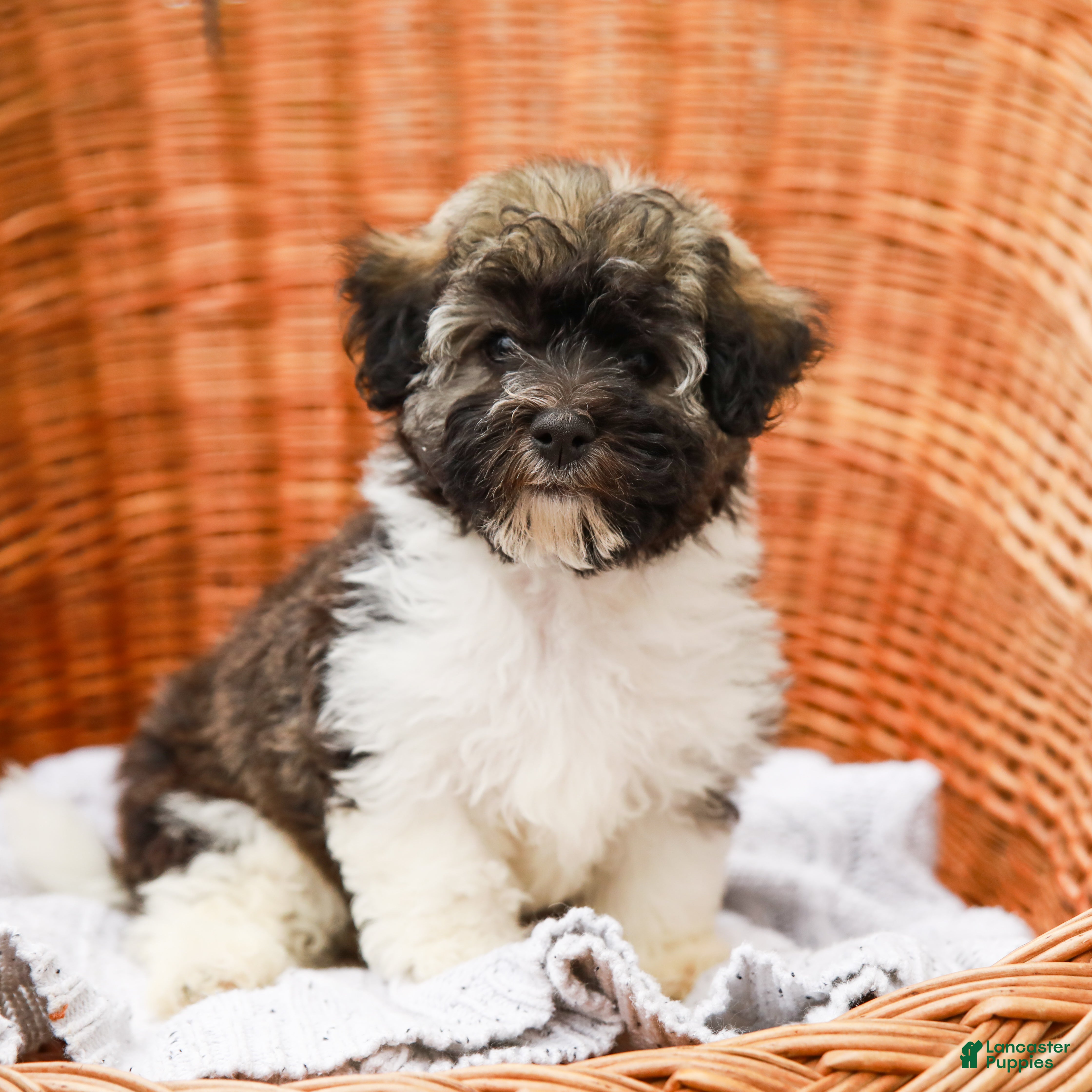 Havanese dogs Maggie AKC - Ad 19