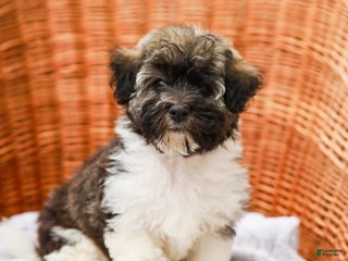 Havanese dogs Maggie AKC - Ad 10