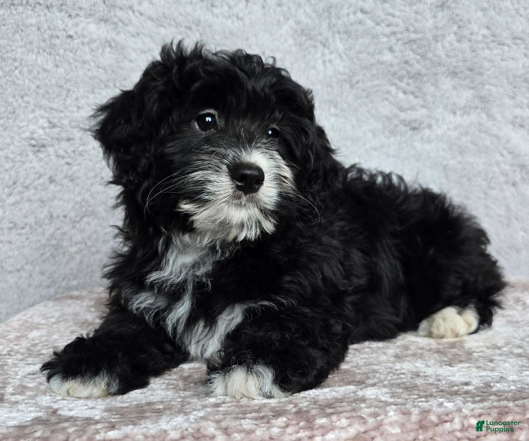 Mini Bernedoodle dogs for sale: Mini Reese - Ad 3