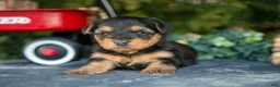 Yorkshire Terrier dogs for sale: Tori - Ad 3