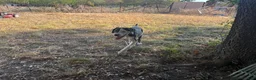 Mixed Breed dogs for sale: Mixed Breed 5 - Ad 3
