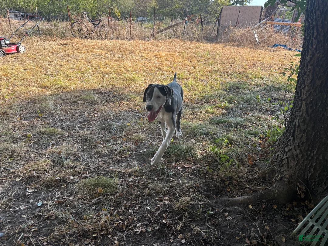Mixed Breed dogs for sale: Mixed Breed 5 - Ad 3