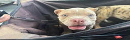 Olde English Bulldogge dogs for sale: Olde English Bulldogge 2 - Ad 2