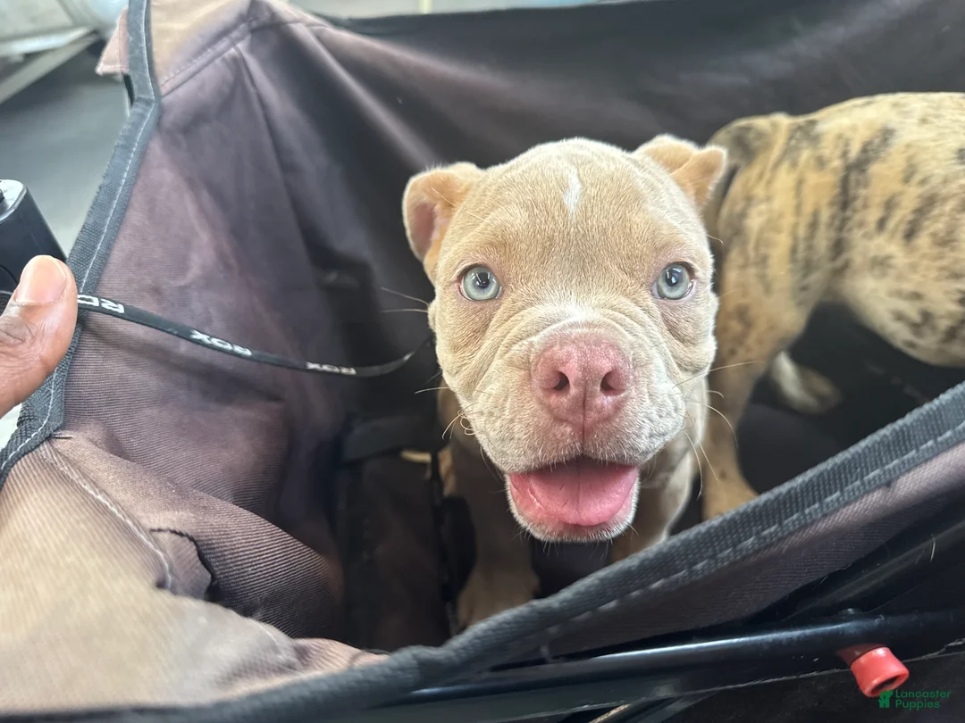 Olde English Bulldogge dogs for sale: Olde English Bulldogge 2 - Ad 2