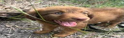 Mixed Breed dogs for sale: Willow - Doberdoodle - Ad 1