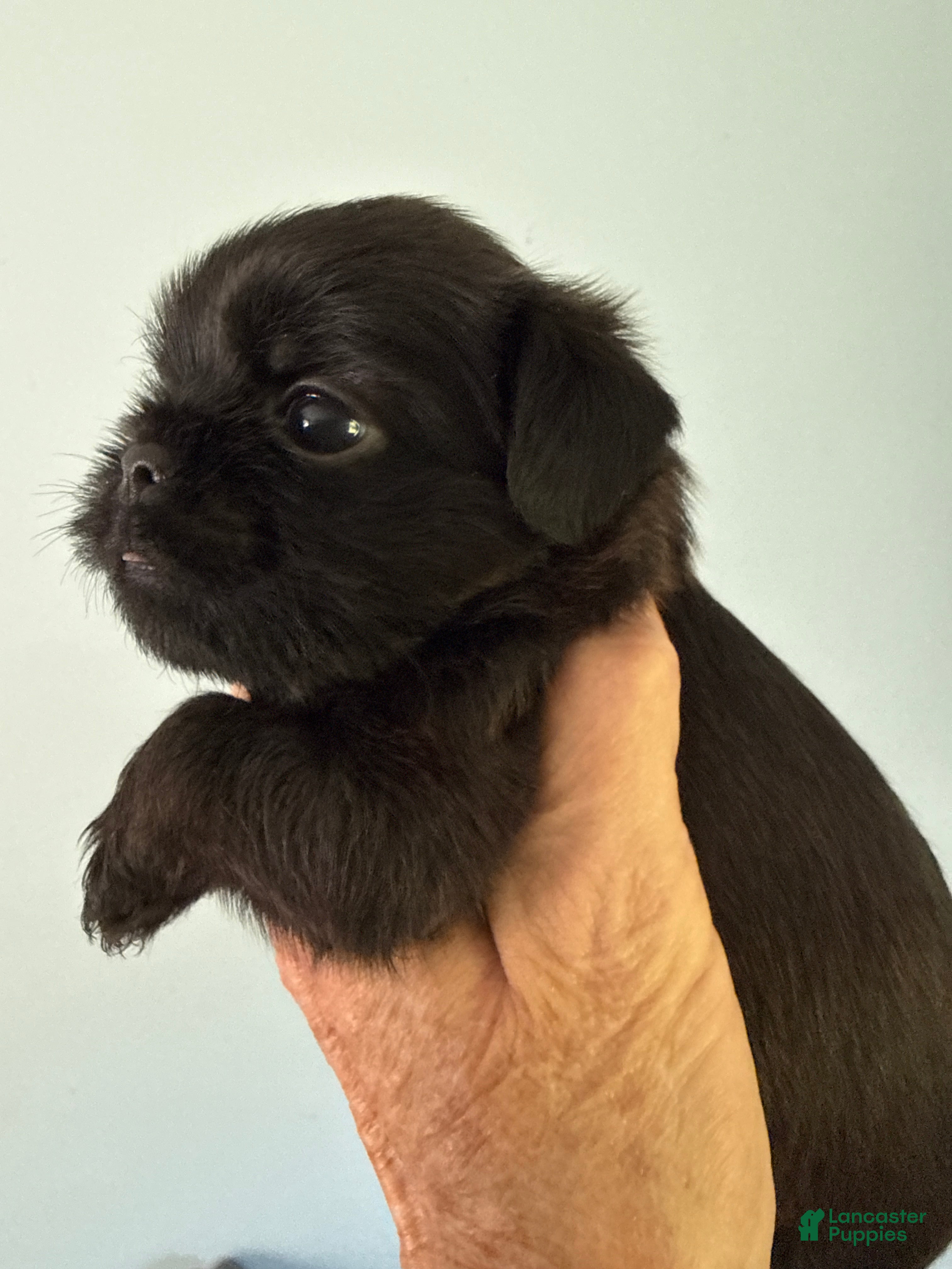 Brussels Griffon dogs Francis - Ad 2