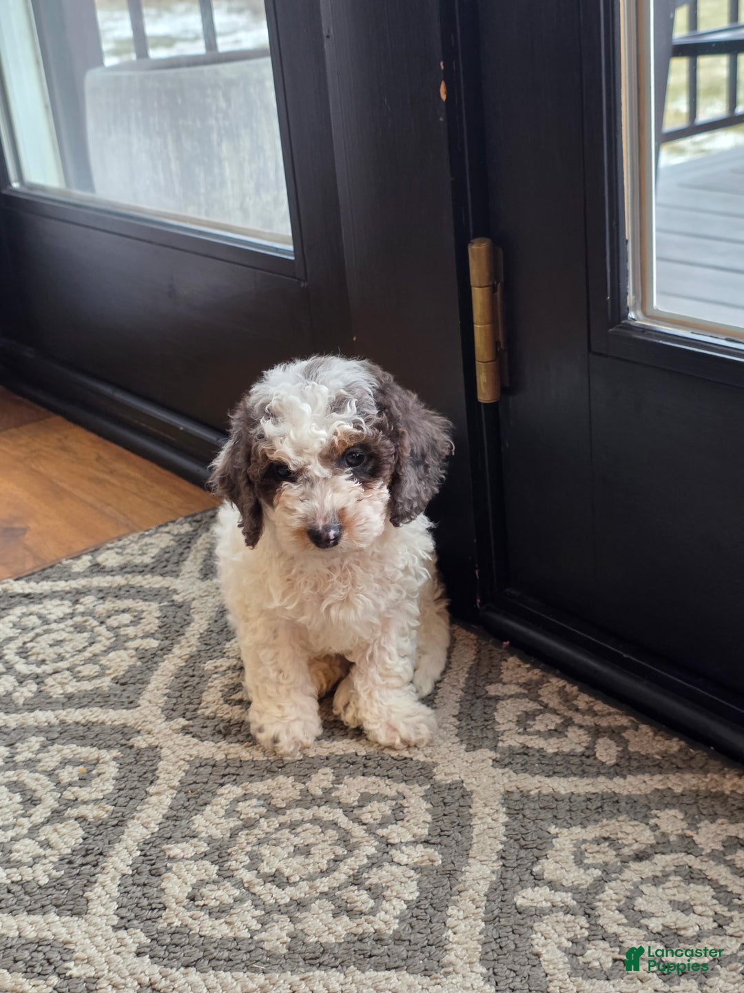 Mini Goldendoodle dogs for sale: Juno - Ad 5