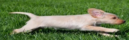 Labradoodle dogs for sale: Sadie - Ad 10