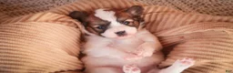 Papillon dogs for sale: Romeo Papillon  - Ad 6