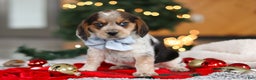 Beagle dogs for sale: Noah - Ad 4
