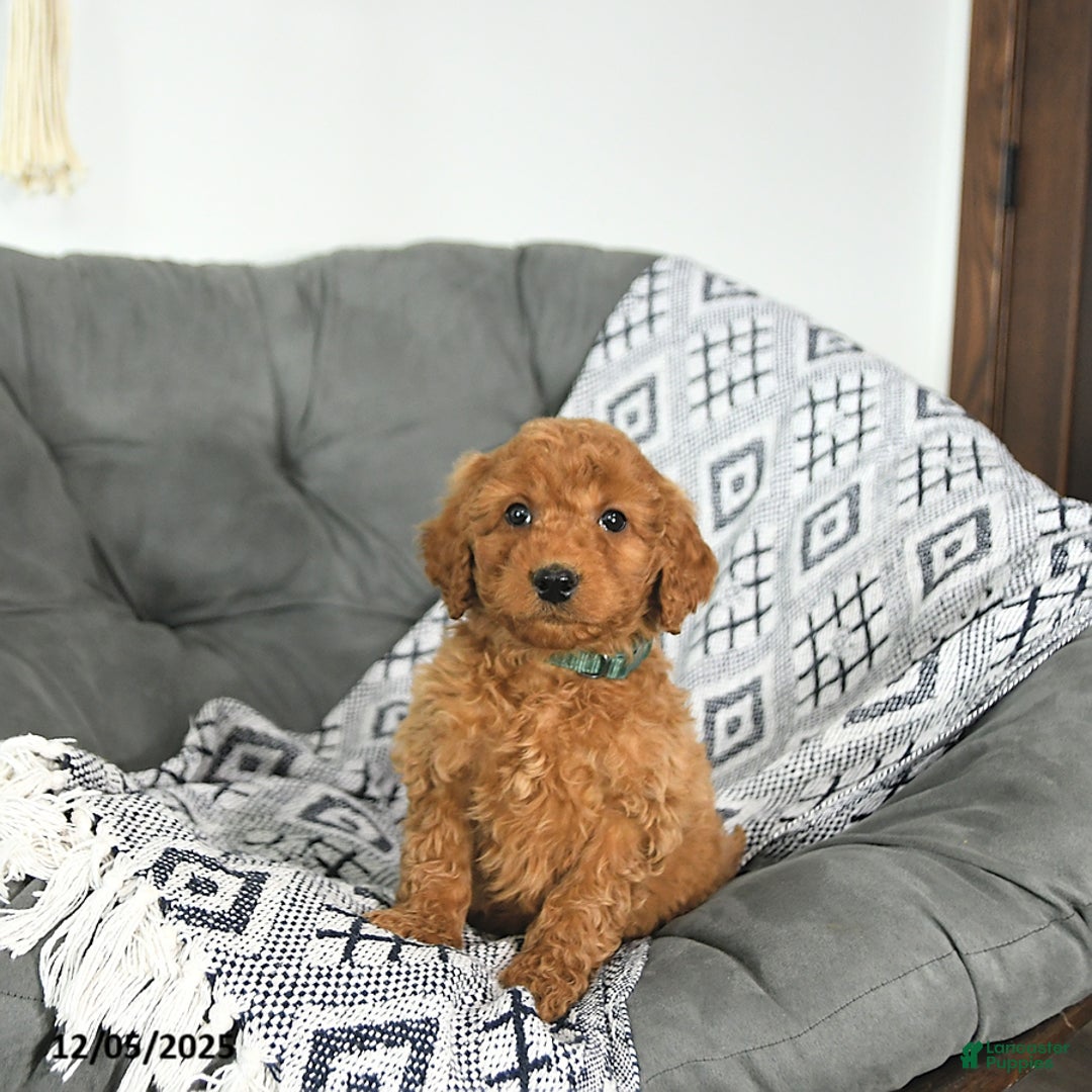 Mini Goldendoodle dogs for sale: Tinsel - Ad 3