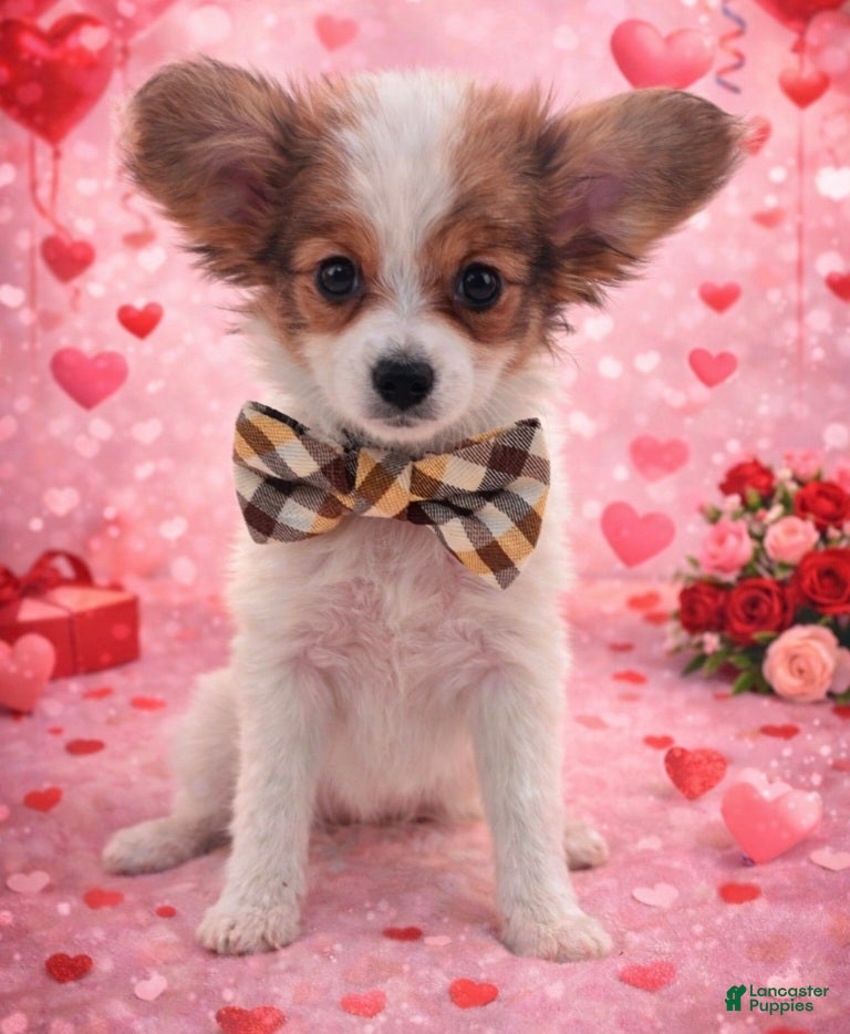 Papillon dogs Blue boy(Sunny) - Ad 28