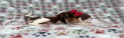 Beagle dogs for sale: Wynona - Ad 5