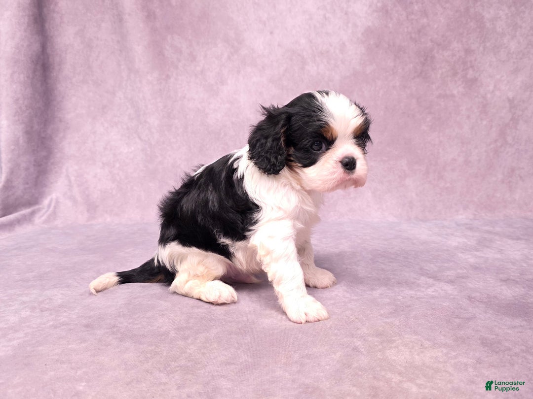 Cavalier King Charles Spaniel dogs for sale: Silas - Ad 14