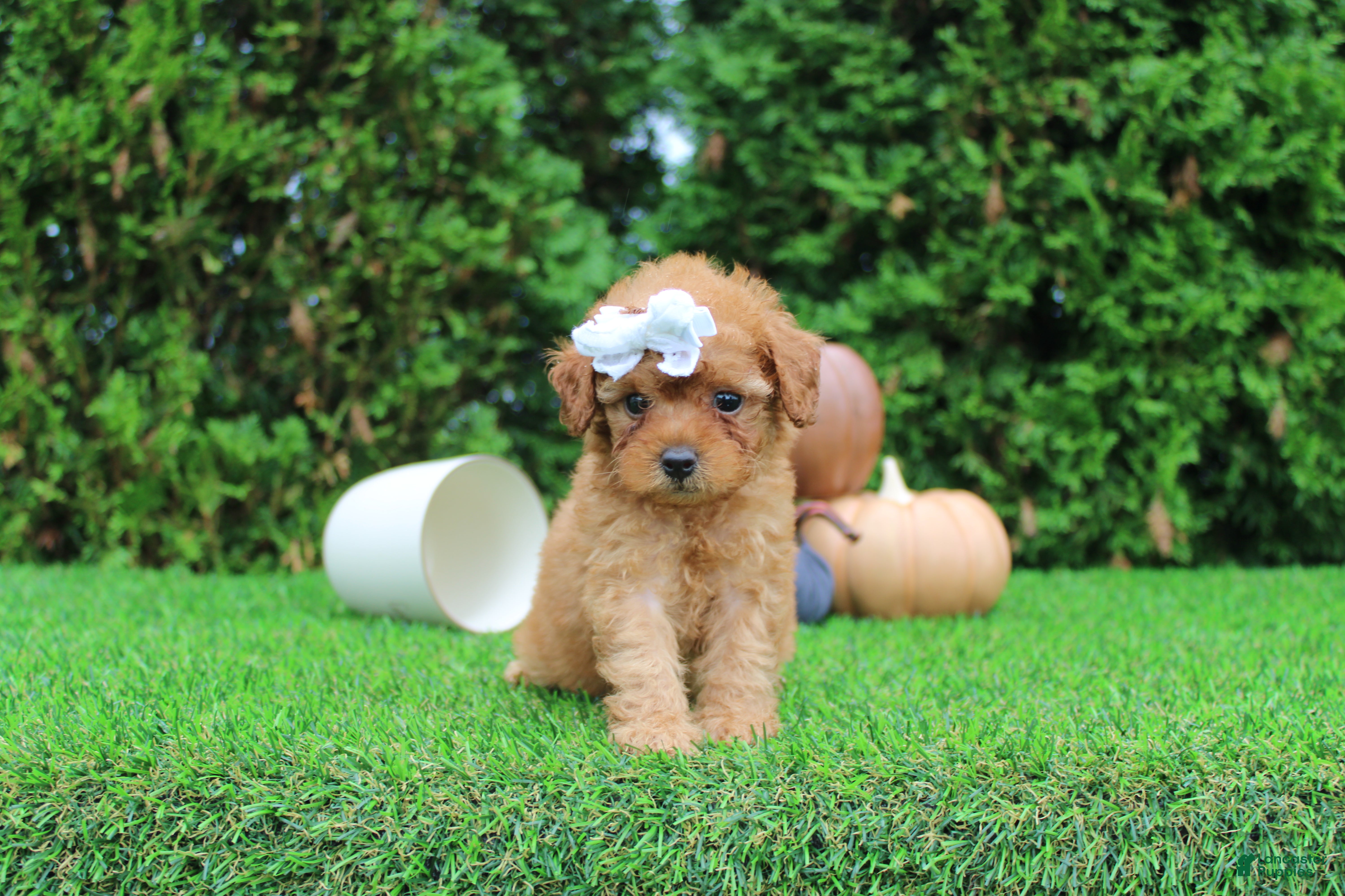 Toy Poodle dogs Faye - Ad 13