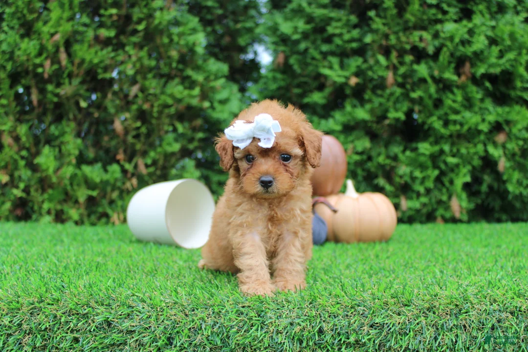 Toy Poodle dogs for sale: Faye - Ad 1