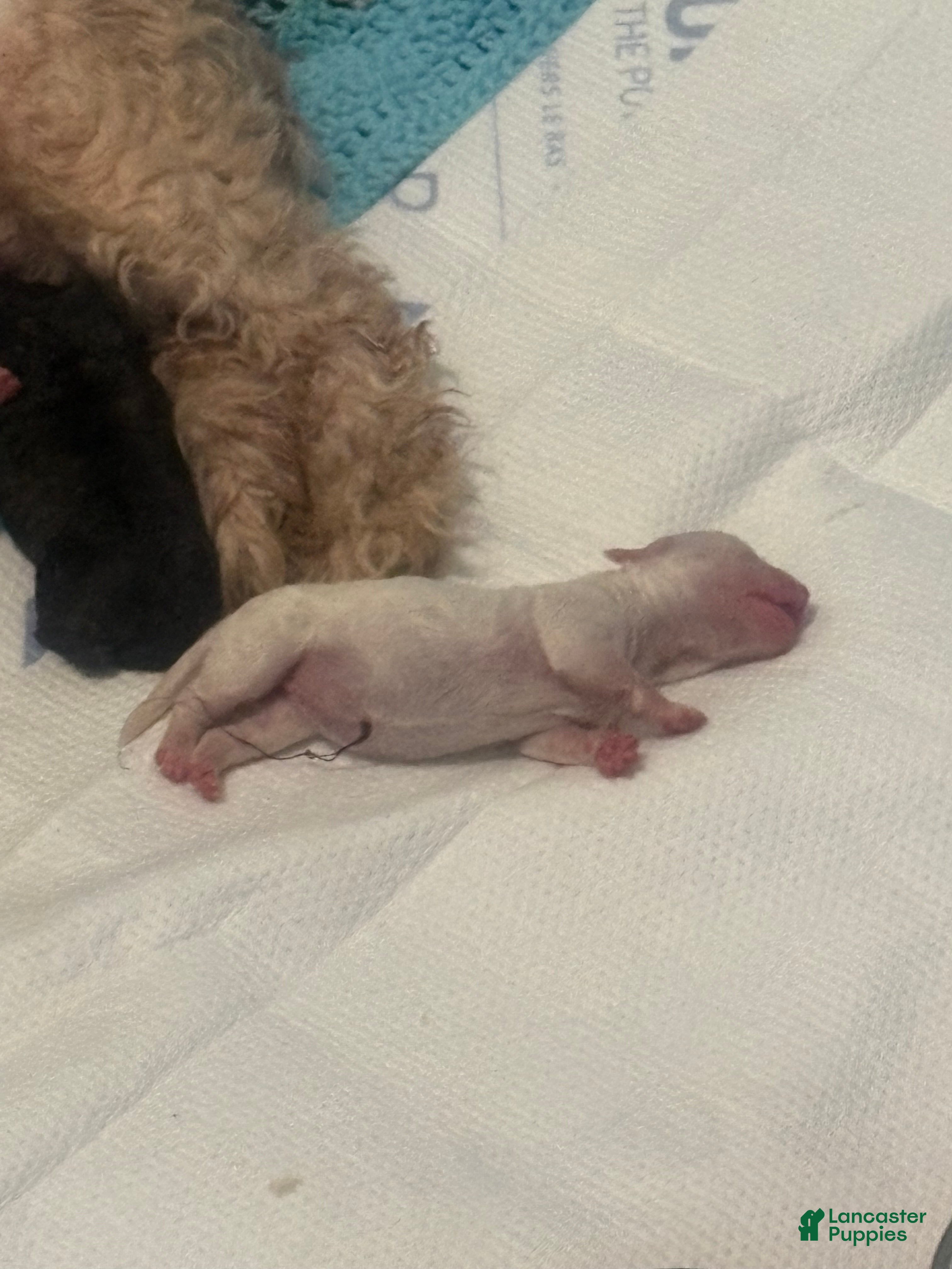 Maltipoo dogs Maltipoo Puppy 3 - Ad 40