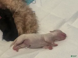 Maltipoo dogs Maltipoo Puppy 3 - Ad 40