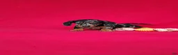 Miniature Dachshund dogs for sale: Samantha - Ad 4