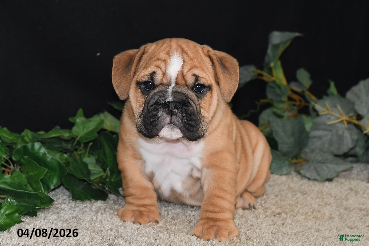 English Bulldog dogs Tator - Ad 1