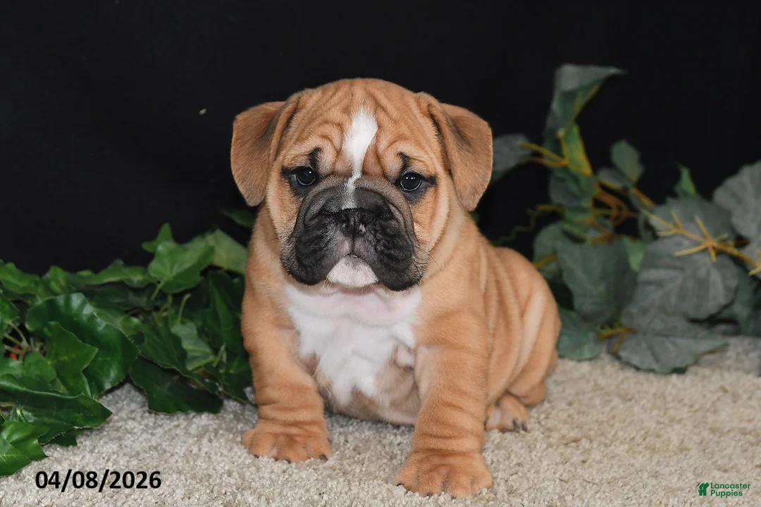 English Bulldog dogs for sale: Tator - Ad 1