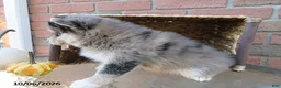 Pomsky dogs for sale: Oscar - Ad 3