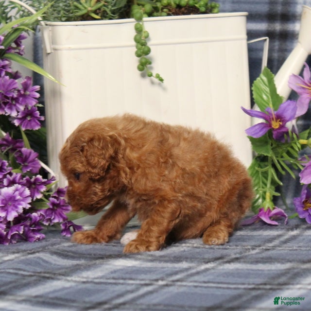 Miniature Poodle dogs Tiny - Ad 2