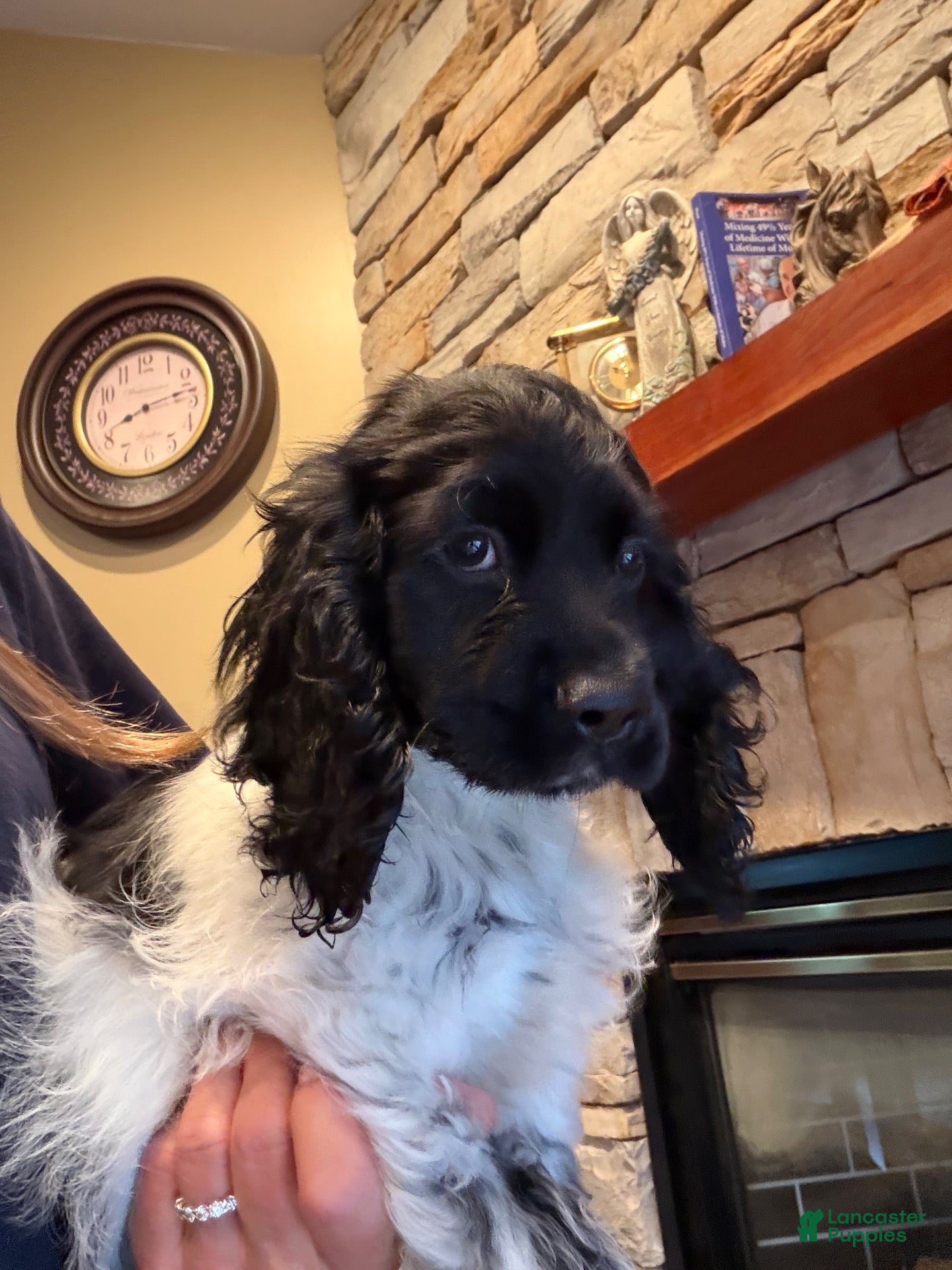 Cocker Spaniel dogs Black Jack - Ad 2