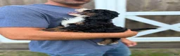 Mini Bernedoodle dogs for sale: Blaze - Ad 3