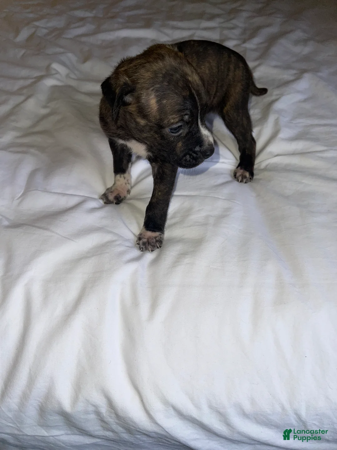 American Pit Bull Terrier dogs for sale: American Pit Bull Terrier Puppy 10 - Ad 5