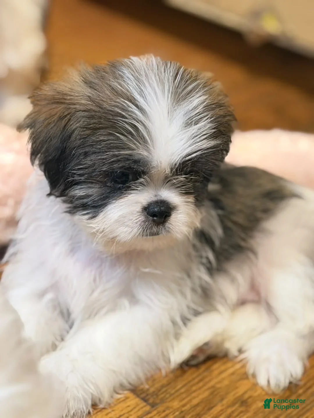 Shih Tzu dogs for sale: Oreo - Ad 1