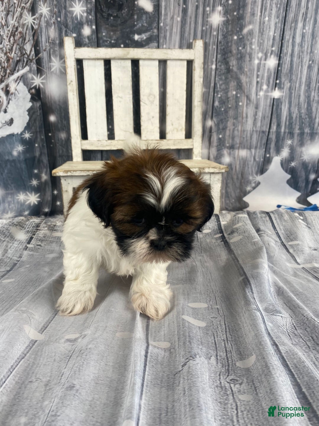 Shih Tzu dogs for sale: Pearl - Ad 9