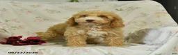 Mini Goldendoodle dogs for sale: Mabel - Ad 4