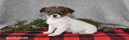 Jack Russell Terrier dogs for sale: Douglas - Ad 2