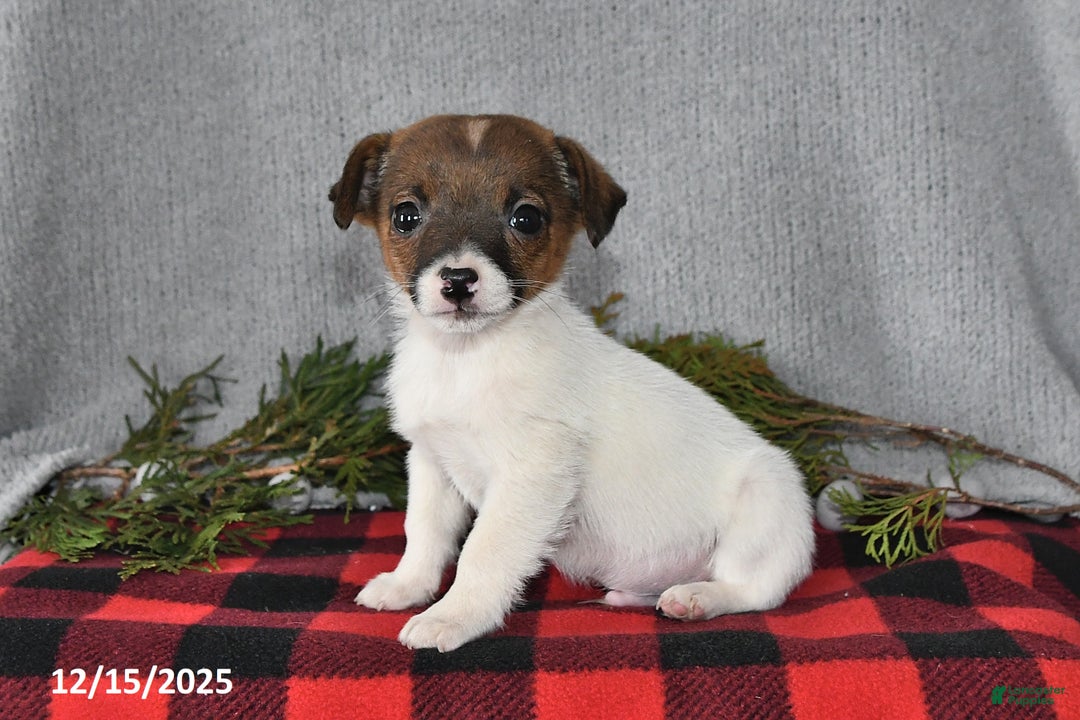 Jack Russell Terrier dogs for sale: Douglas - Ad 2