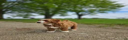 Mini Goldendoodle dogs for sale: Emma - Ad 4