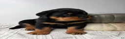 Rottweiler dogs for sale: Jose - Ad 8