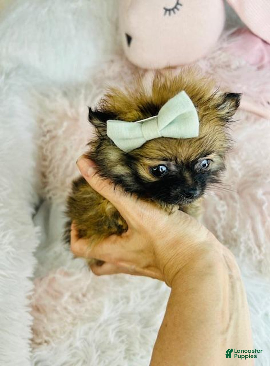 Pomeranian dogs for sale: Pomeranian Puppy 1 - Ad 1