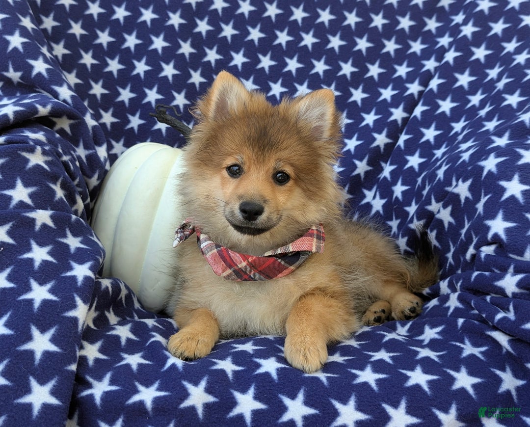 Pomeranian dogs for sale: MacDuff Genetic Testing 9 lbs Full Grown - Ad 5