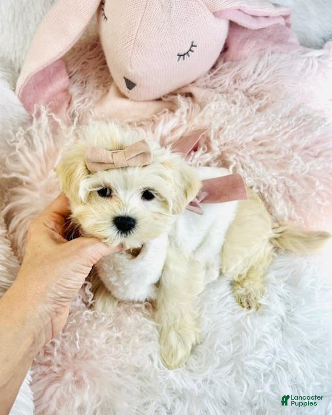 Maltese dogs for sale: Maltese Puppy 1 - Ad 2