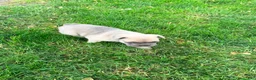 French Bulldog dogs for sale: Leo - Ad 6