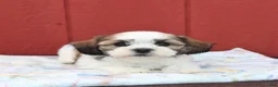 Malshi dogs for sale: Skip  - Ad 3