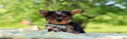 Yorkshire Terrier dogs for sale: Drake - Ad 4