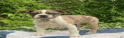 Frenchton dogs for sale: Mr.Pibb - Ad 3